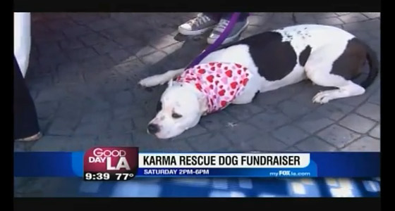 Yoga Month, True Foods, Karma Rescue, Terraplane Sun