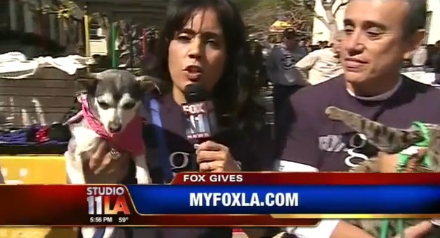 Fox Gives Fair & Pet Adoption