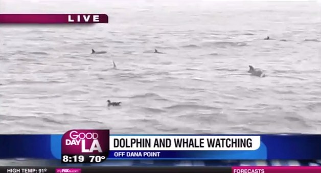 Dolphin & Whale Safari in Dana Point