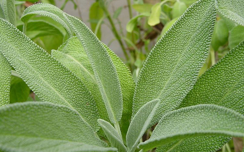 Latin DIY beauty remedies from Mother Nature: There are so many sage uses for sage
