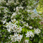 Jasmine everywhere