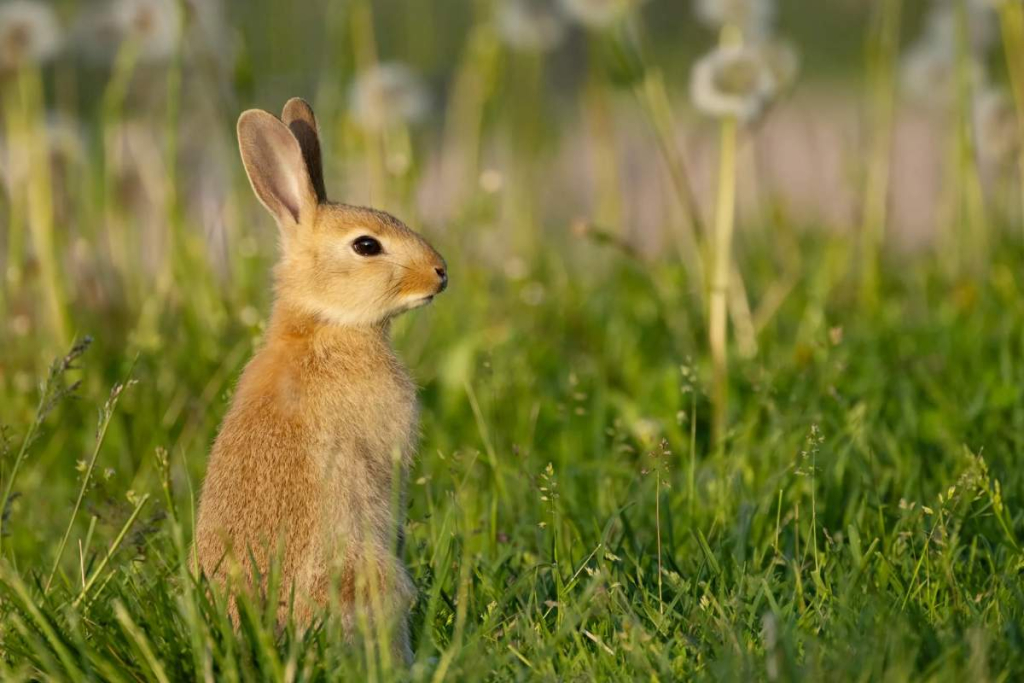 Vegan skincare: Bunny out in the field
